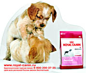 ROYAL CANIN ХАРДПОСТЕР картонный из переплетного картона
