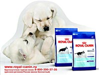 ROYAL CANIN     