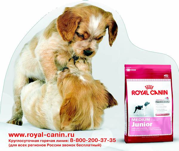 MEDIUM Royal Canin    