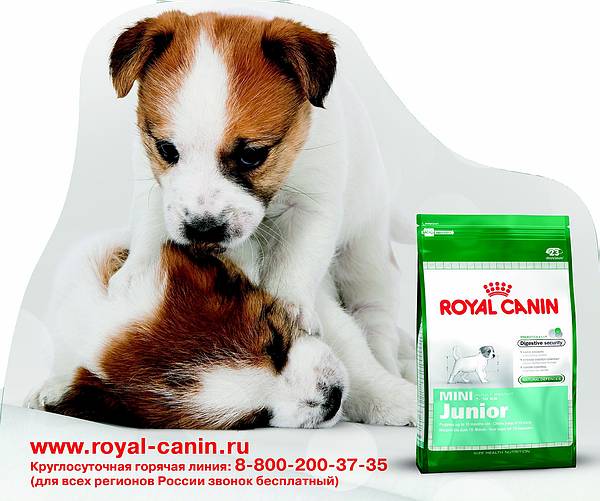 MINI Royal Canin    